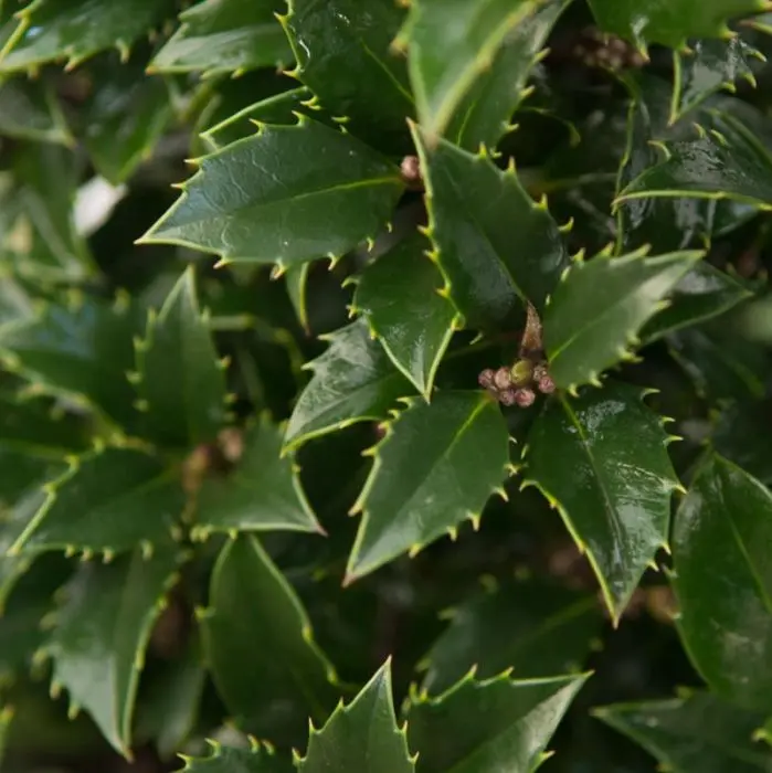 japanische stechpalme düngen Ilex crenata