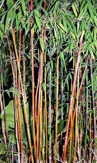 zimmerpflanze bambus ähnlich Bambus-Drachenbaum | Dracaena surculosa main image 0