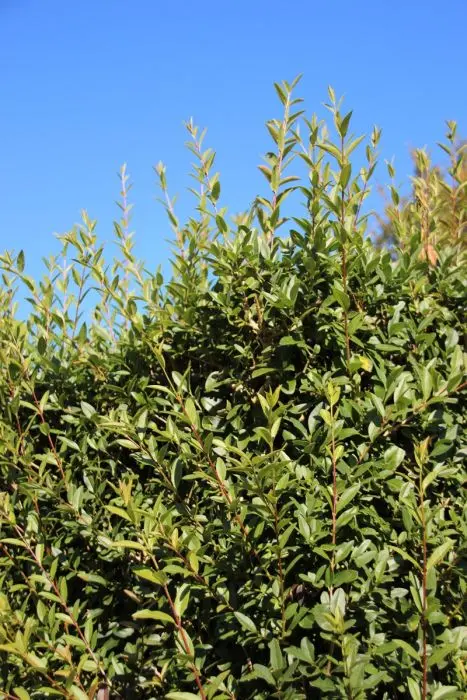 triostar stromanthe plant Triostar Stromanthe – Lichtenfelt's main image 0