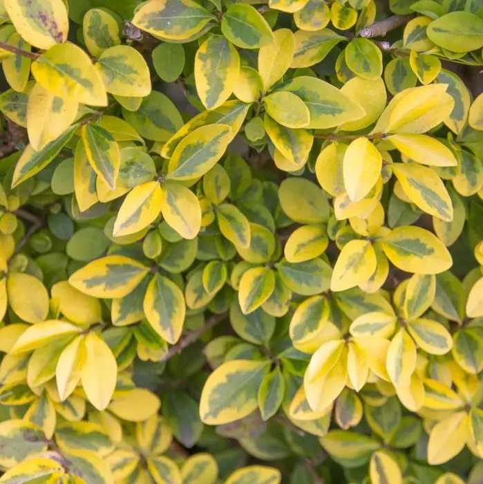 lonicera stark duftend Lonicera crassifolia 'Little Honey' - Herrenkamper Gärten