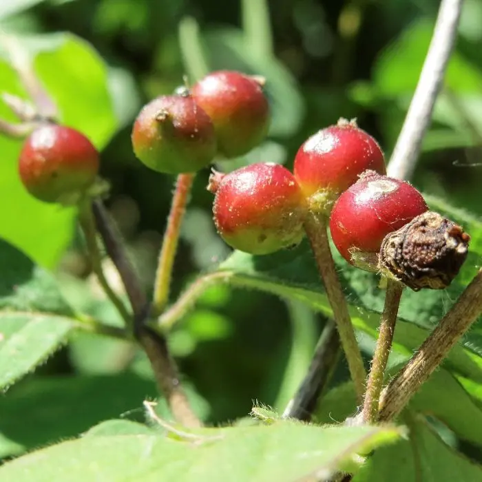 Rote Heckenkirsche (Lonicera xylosteum) |Garmundo