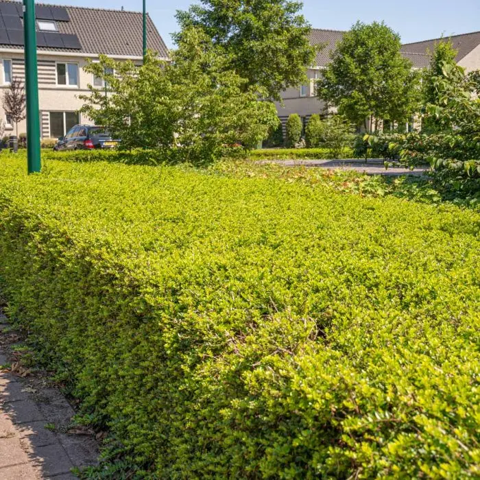 Heckenkirsche 'Maigrn'