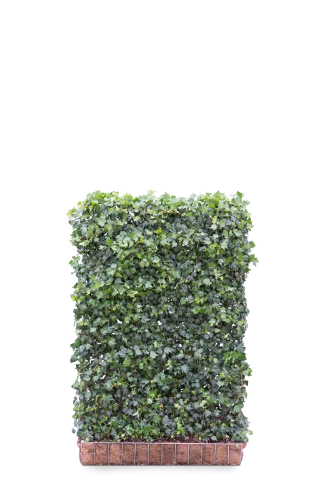 Hedera Helix 'Green Ripple' online bestellen