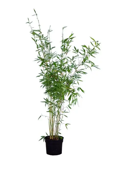 Fargesia Nitida /Fontnenbambus / Schirmbambus (Fargesia murieliae 'Nitida')  | Garmundo