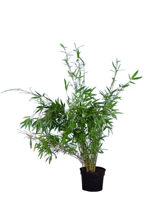 gummibaum ruby Ficus elastica 'Ruby' 10" standard form