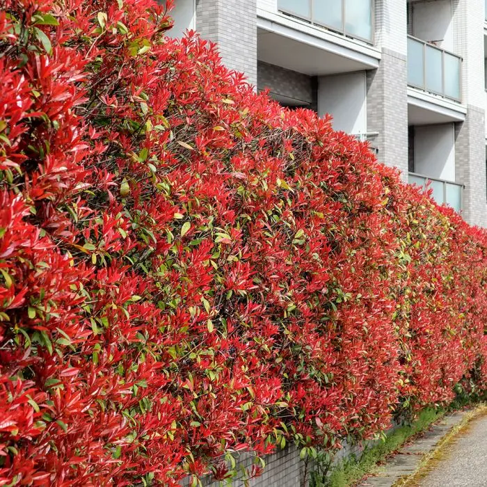 Glanzmispel Hecke - Photinia Red Robin gesucht? | Garmundo