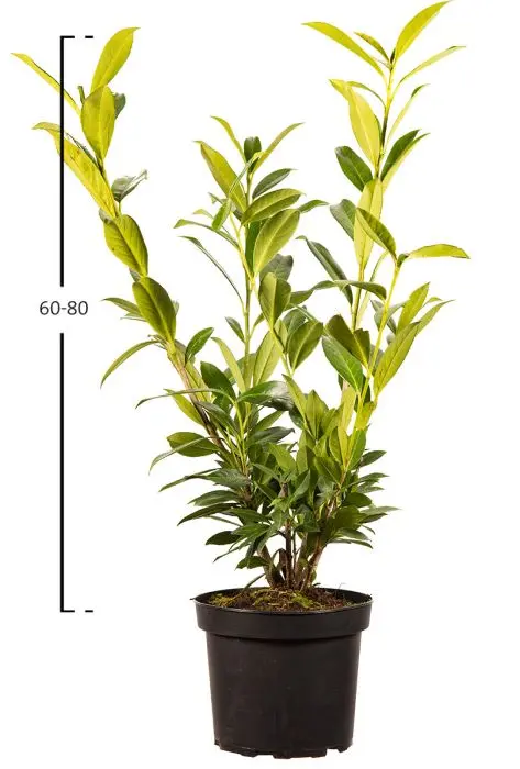 Kirschlorbeer Caucasica