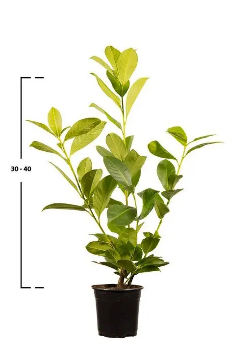 philodendron majestic Philodendron Majestic (sodiroi x verrucosum) hybrid – Top Notch Tropical main image 1