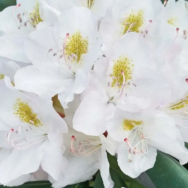 rhododendron groß wachsend Rhododendron catawbiense 'Grandiflorum' - Rhododendron catawbiense  grandiflorum main image 1
