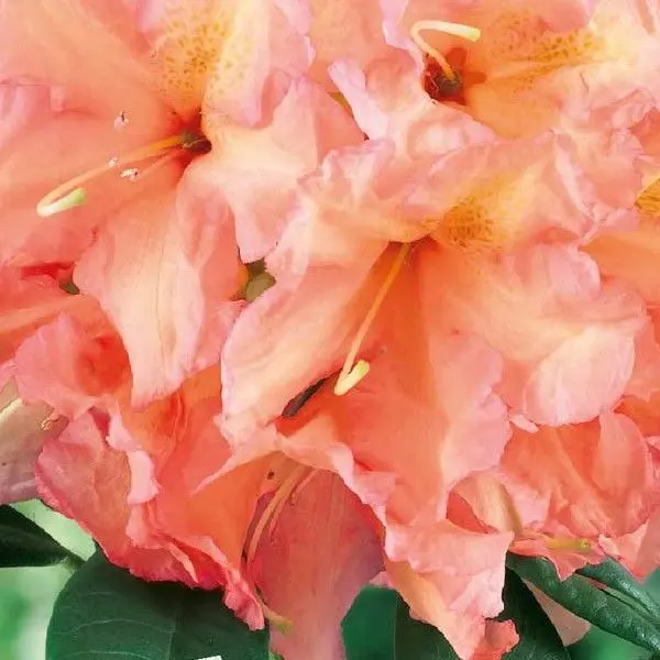 Rhododendron hybride 'Tortoiseshell Orange' | Garmundo