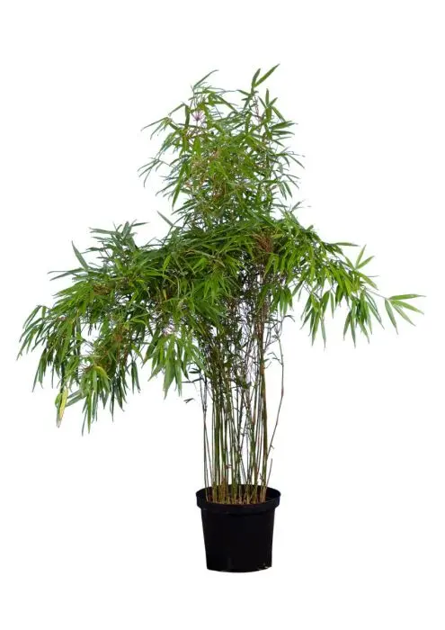 Fargesia rufa