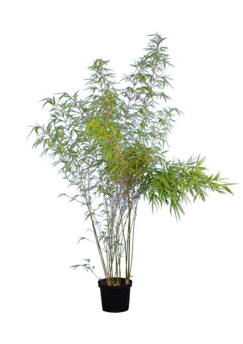Fargesia rufa