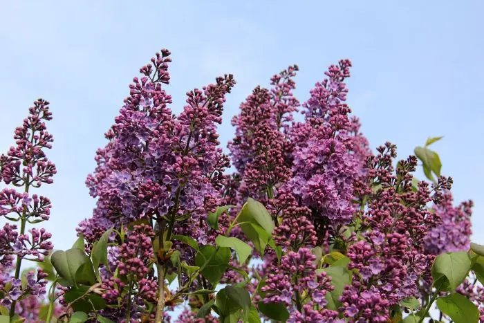 Gewhnlichen Flieder kaufen (Syringa vulgaris) | Garmundo