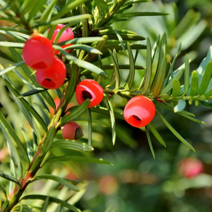 fargesia rufa breite Gartenbambus main image 0