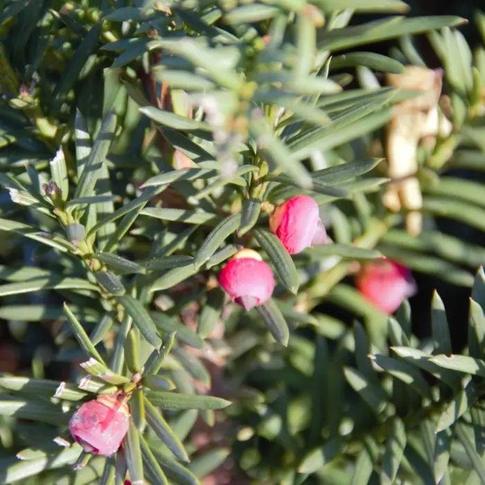 Taxus Media Hicksii kaufen: Gnstig auf Garmundo