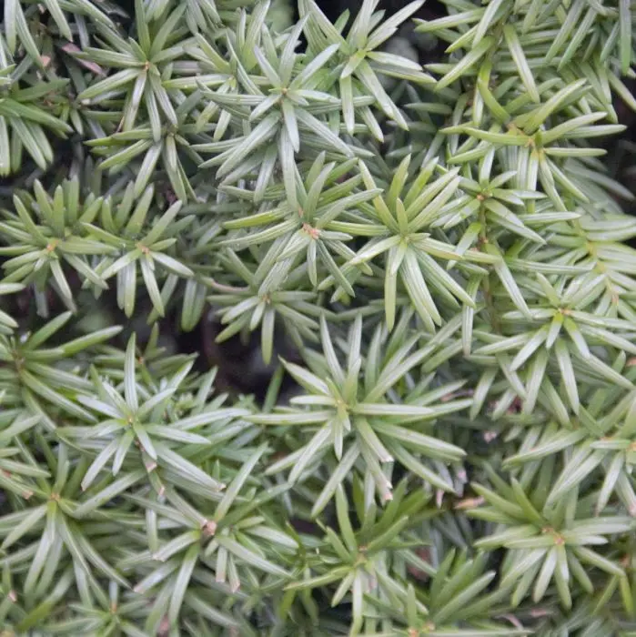 seltener kaktus Copiapoa humilis Variegated | Seltener Kaktus