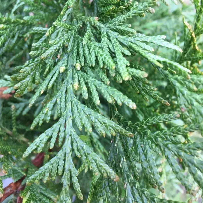 Thuja Plicata Atrovirens - Riesenlebensbaum kaufen