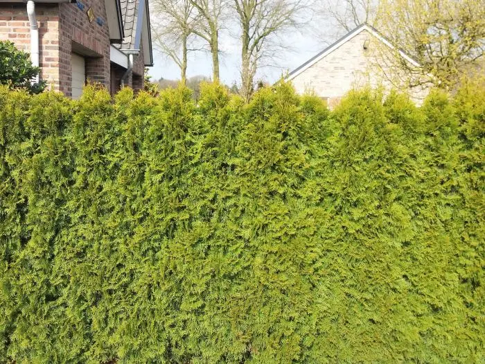 zimmerpflanzen dauerblüher Staudenbeet Dauerblüher (16er Set) kaufen