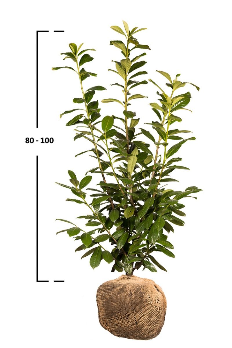 Kirschlorbeer Novita 180 Cm Kaufen