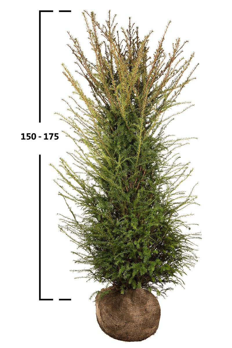 Gemeine Eibe Taxus Baccata kaufen?