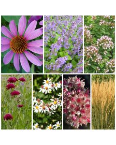 Staudenbeet Paket Prairie-Beet