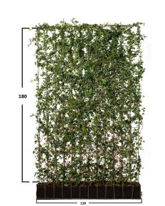 Gemeiner Efeu Fertige Hecke