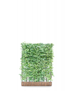Hainbuche fertige Hecke