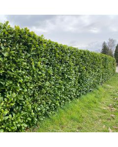 Kirschlorbeer Rotundifolia