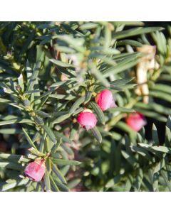 Becher- Eibe Hicksii (Mit Beeren)