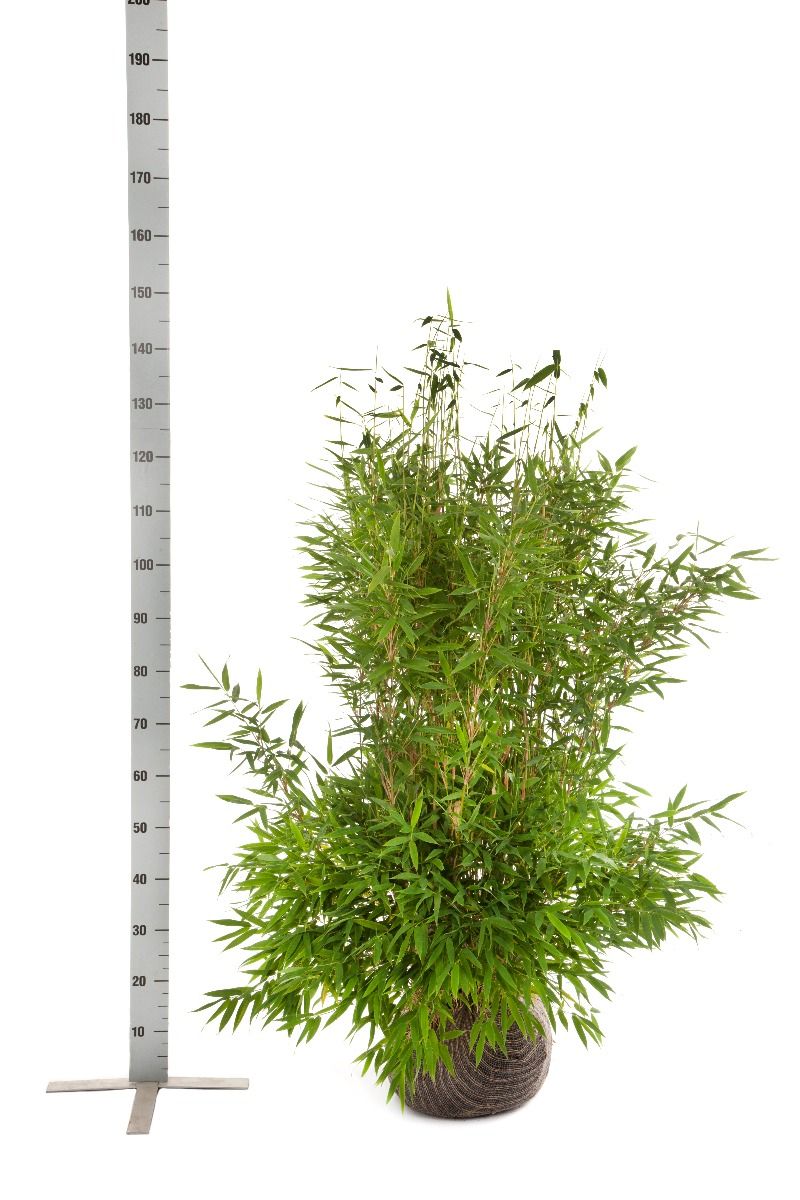 Gartenbambus Fargesia 'Jumbo'