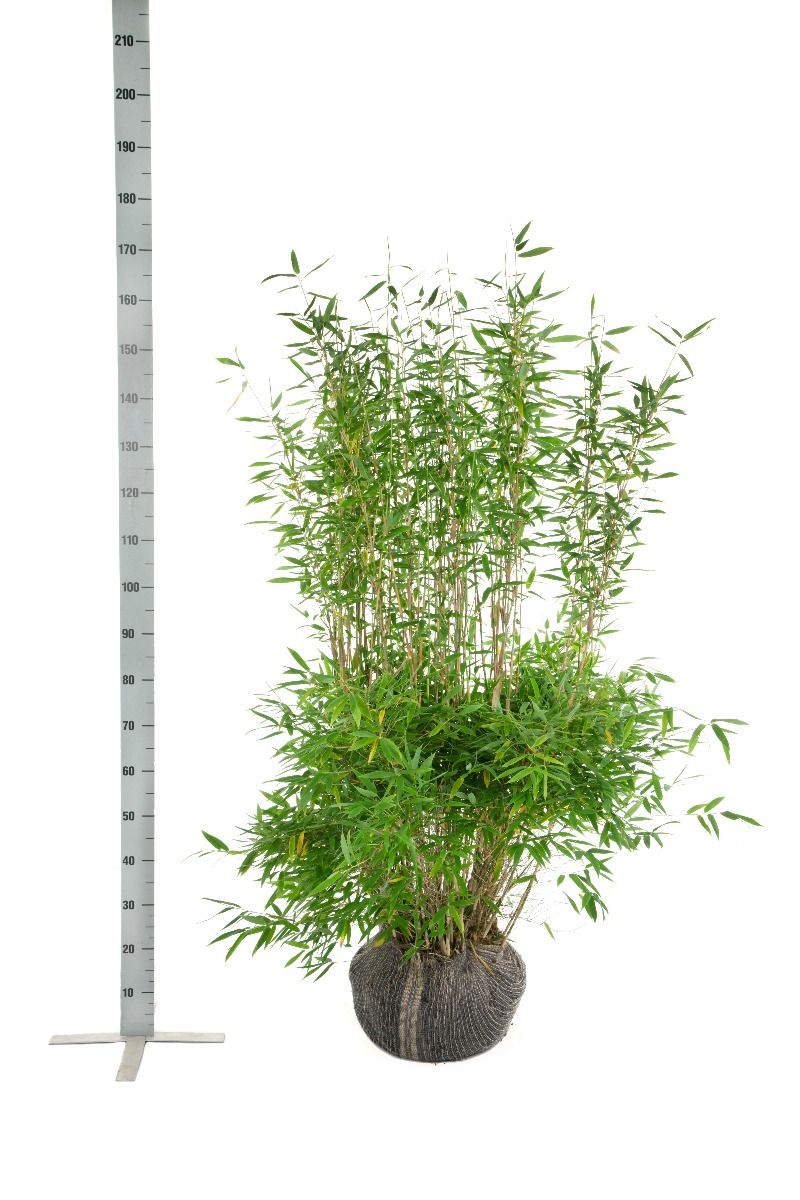 Gartenbambus Fargesia 'Jumbo'