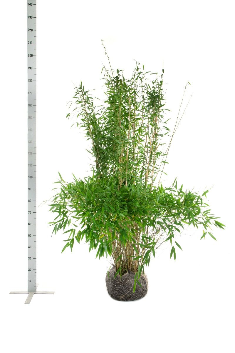 Gartenbambus Fargesia 'Jumbo'