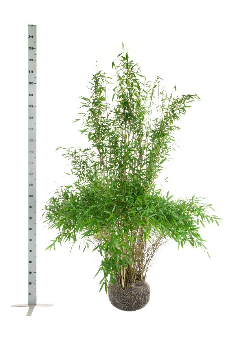 Gartenbambus Fargesia 'Jumbo'