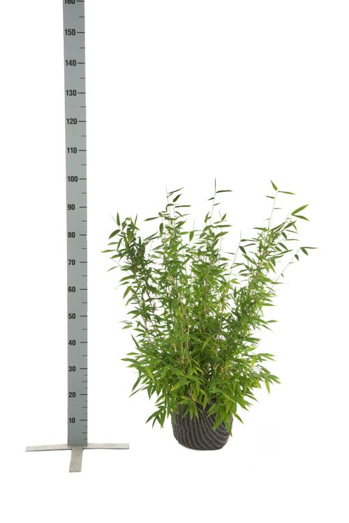 Gartenbambus Fargesia 'Jumbo'