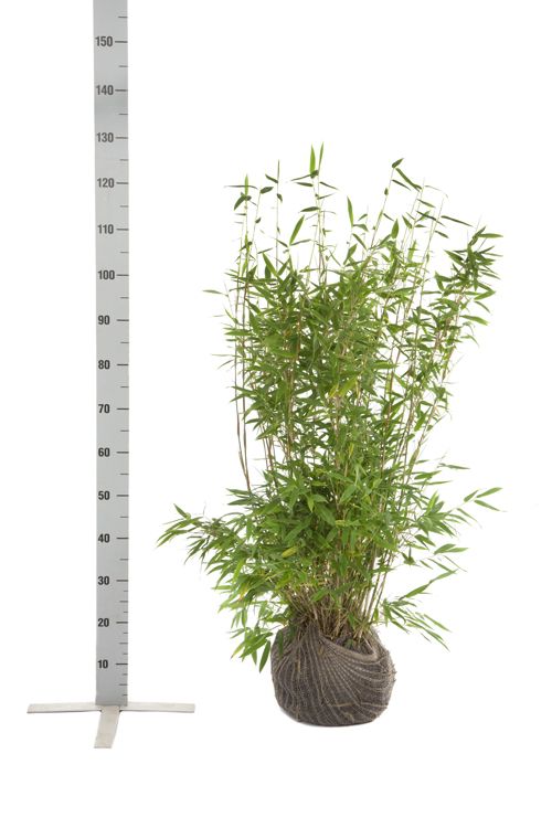 Gartenbambus Fargesia 'Jumbo'