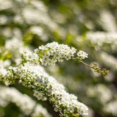 Spiraea Grefsheim