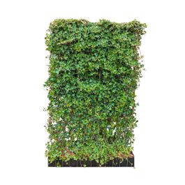hedera hel. 'arborescens' Strauch-Efeu