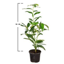 portugiesischer kirschlorbeer sonne Prunus lusitanica 'Angustifolia' auf Stamm main image 1
