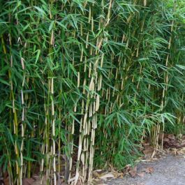 Fargesia robusta Campbell online verkrijgbaar bij Garmundo