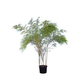Fargesia rufa