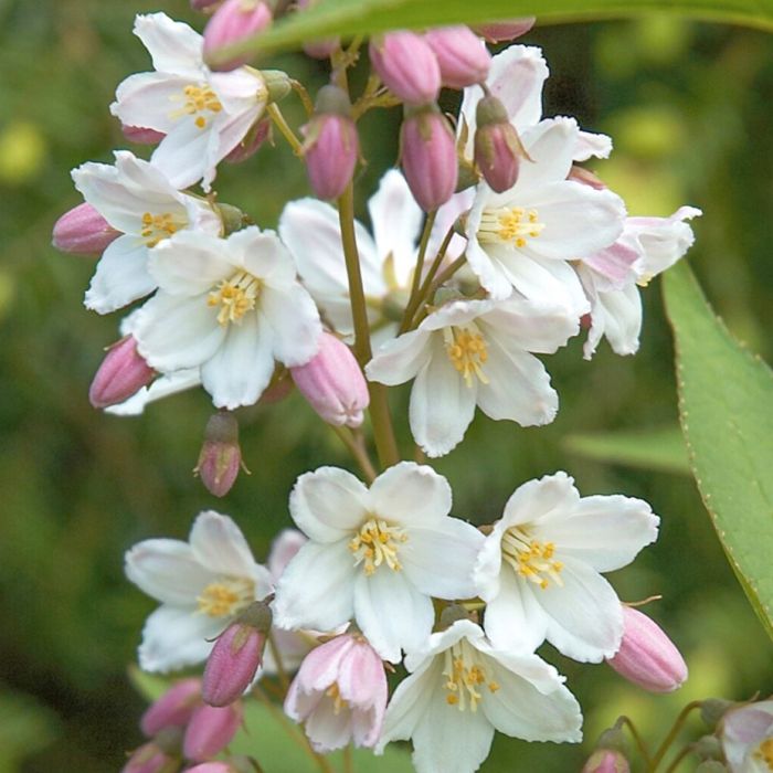 Zierliche Deutzia (Deutzia gracilis) Garmundo