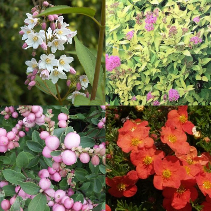 Niedrige Bluhende Hecke Niedrige Bluhende Heckenpflanzen Garmundo