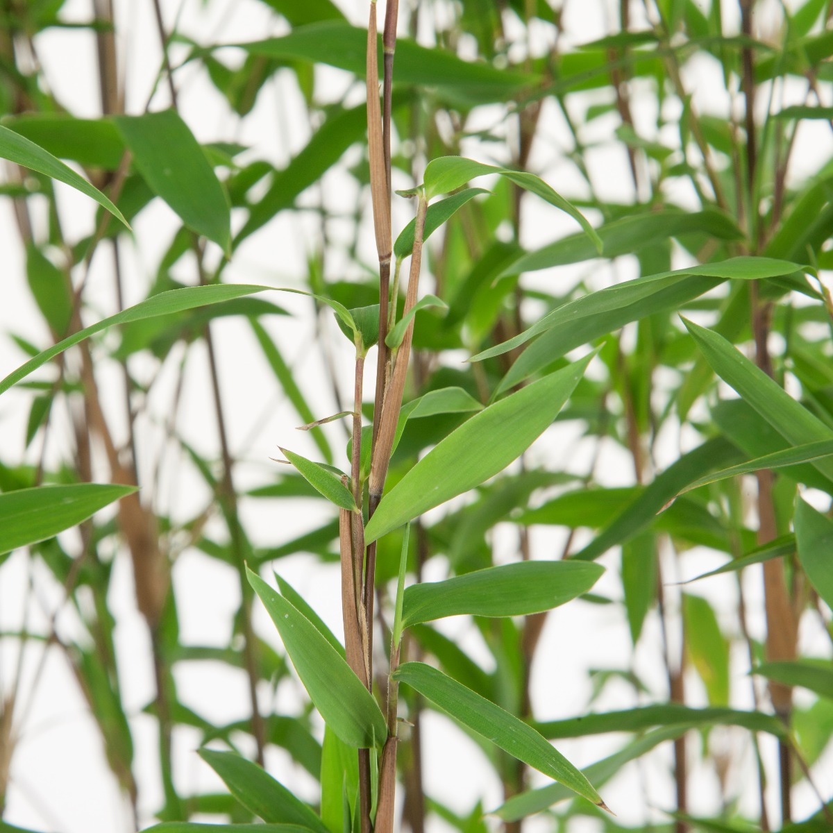 Fargesia Nitida /Fontnenbambus / Schirmbambus (Fargesia murieliae Nitida)  | Garmundo