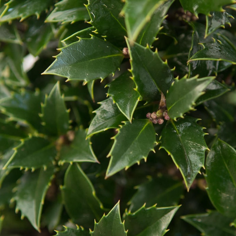 thuja hecke dünger Thuja Dünger - Mineralischer NPK Flüssigdünger mit Stickstoff main image 1