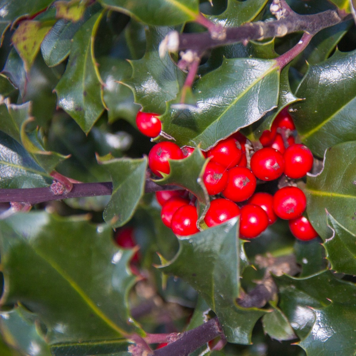 Ilex Blue Maid - Stechpalme online bestellen!