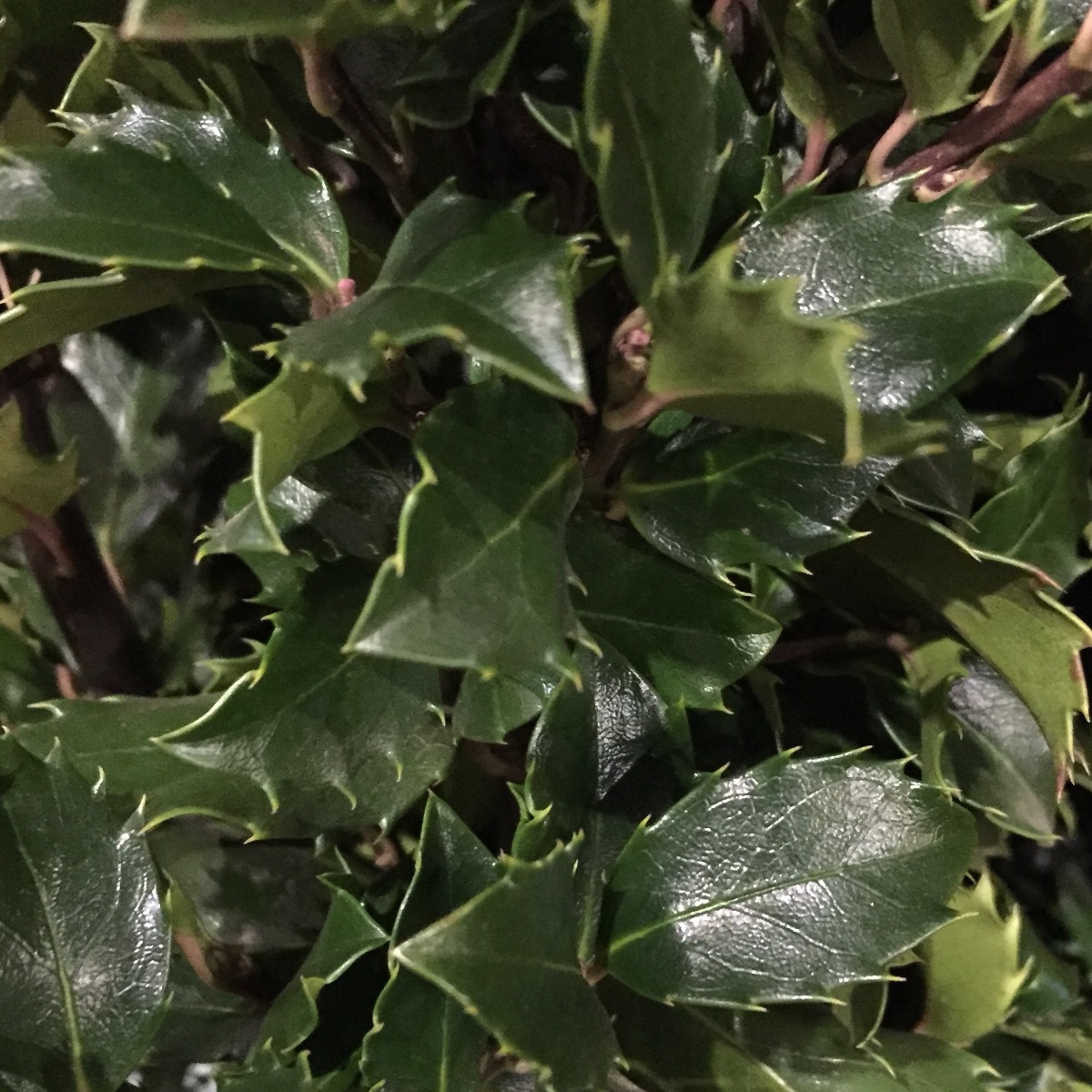 Stechpalme Blue Prince gesucht? Ilex online bestellen!
