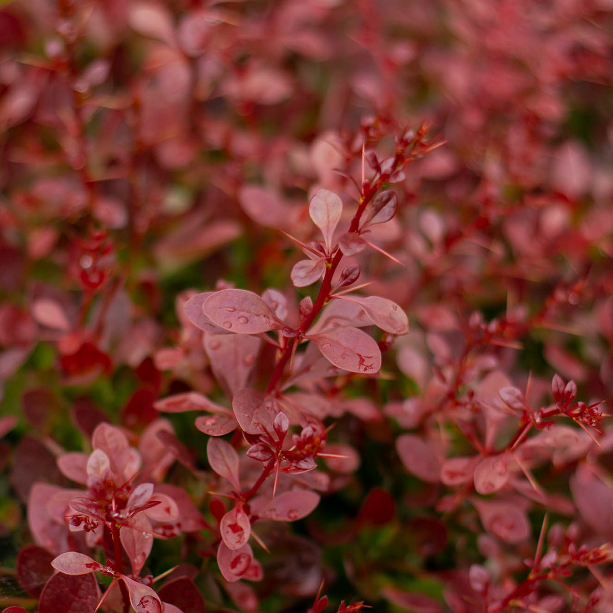 Blut-Berberitze (Berberis thunbergii Atropurpurea') | Garmundo