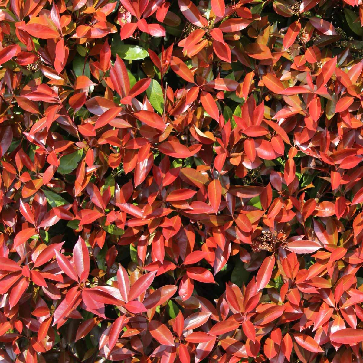 Glanzmispel Hecke Photinia Red Robin Gesucht