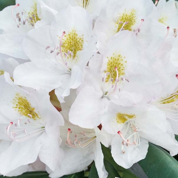 stechpalmen baum Amerikanische Stechpalme als Spalierbaum 'Nellie R. Stevens'