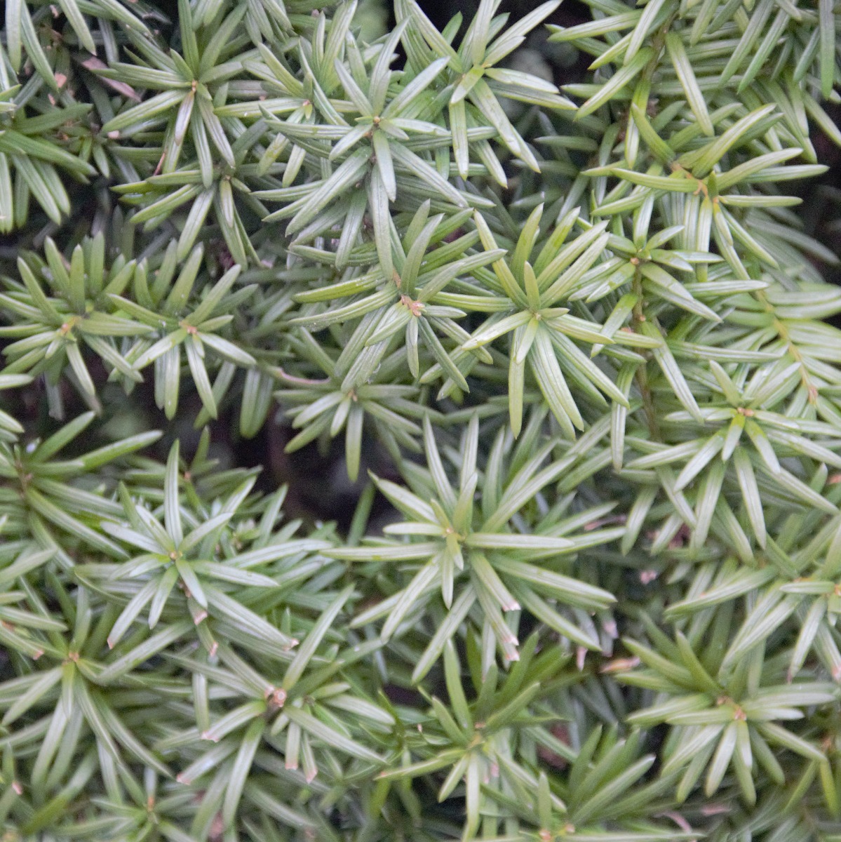 dnger fr thuja Koniferen Dnger - Mineralischer NPK Flssigdnger mit Stickstoff